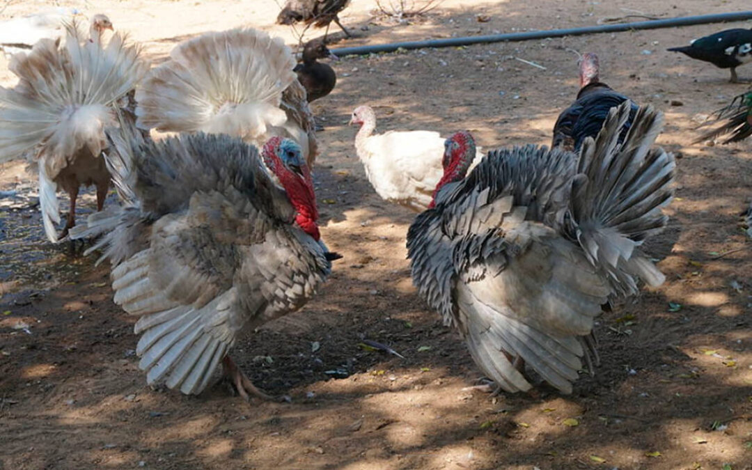 Sacrificadas 15.000 aves en Huelva tras detectarse un brote de gripe aviar en una granja de engorde de pavos