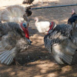 Sacrificadas 15.000 aves en Huelva tras detectarse un brote de gripe aviar en una granja de engorde de pavos