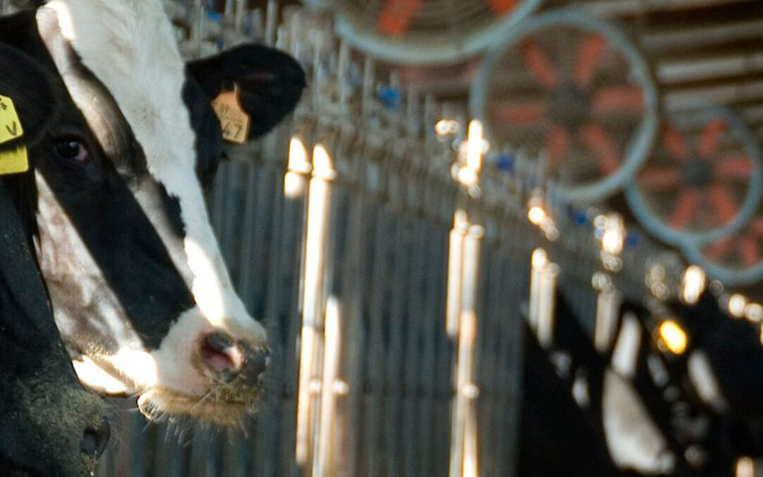 El sacrificio de vacas lecheras crece: «genera liquidez y da de comer al resto que producen más leche»