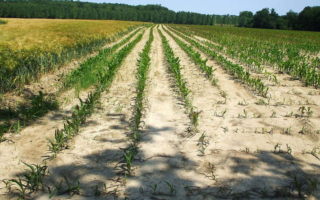 La sequía hace estragos en Europa: Francia prevé una caída del 18% de su producción de maíz y del 21% de pasto