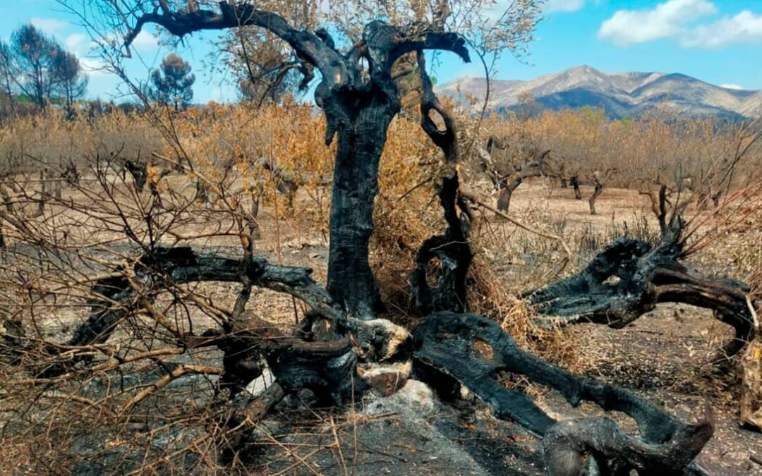 Solicitan una renta agraria para agricultores y ganaderos damnificados por el incendio de la Vall d’Ebo