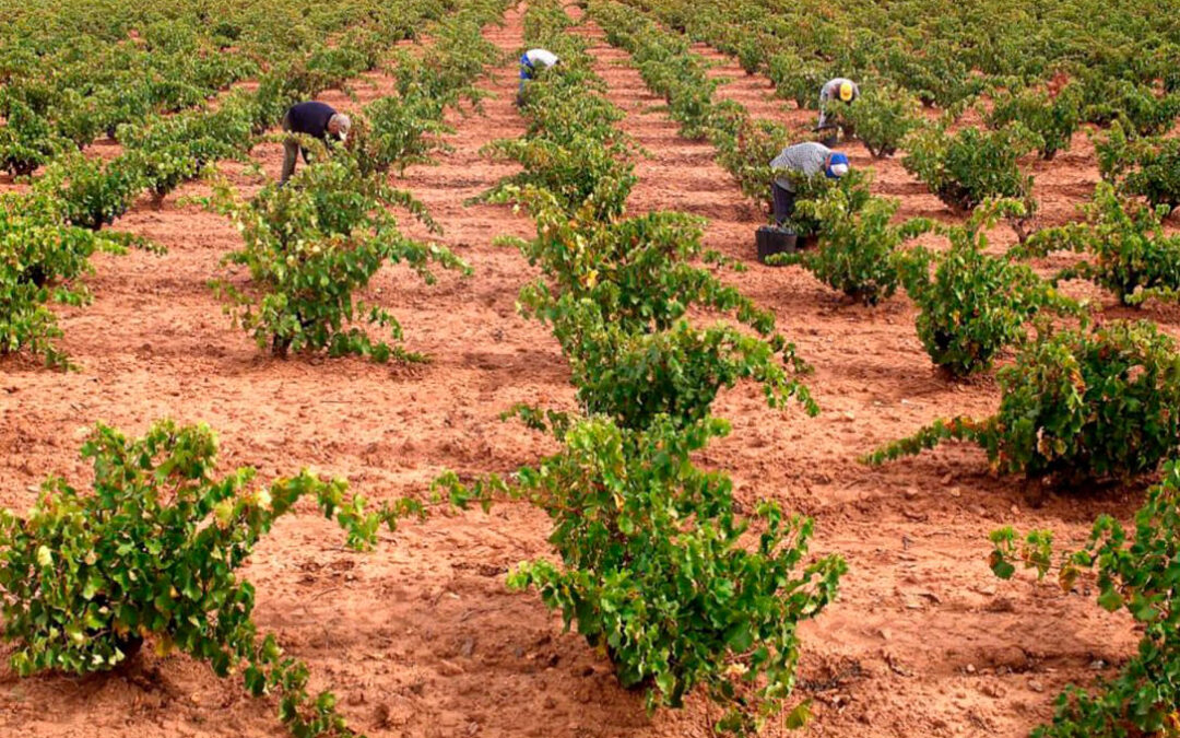 La guerra por el precio de la uva extremeña se radicaliza: Se denunciará cualquier acuerdo y pago por debajo de 0,40 €/kg
