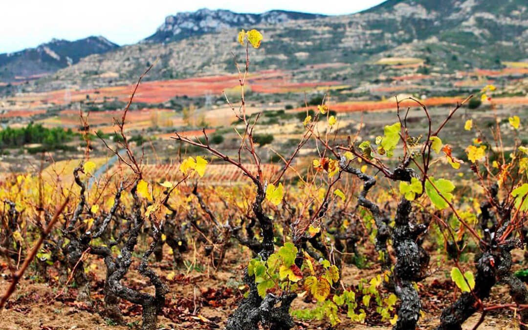 El Ministerio reconoce 12 nuevos viñedos singulares en la DOCa Rioja por sus cualidades productivas diferenciadas