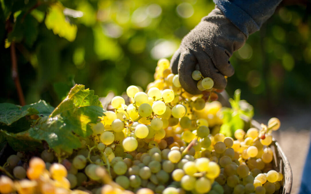 Bodegas Barbadillo redobla su apuesta por los vinos ecológicos con variedades de uva no solo para blancos sino también de tintos