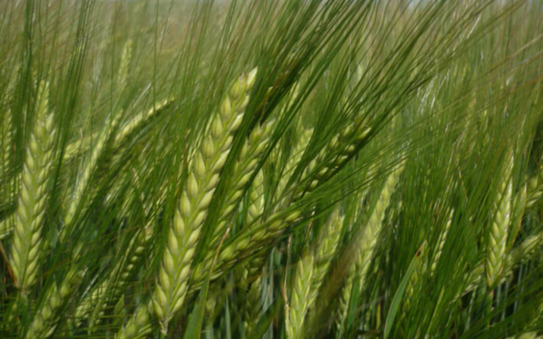 Agromonegros presenta su oferta de cebadas para mejorar la cosecha