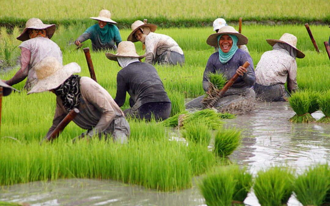 Urgen reactivar la cláusula de salvaguarda tras dispararse las importaciones de arroz un 40%