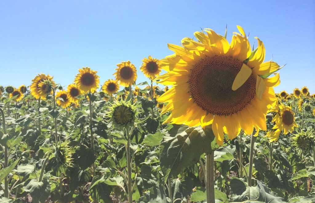 Comienza a cotizar el girasol tipo a 630 €/t y el alto oleico a 710€/t. en  la lonja de León - Agroinformacion