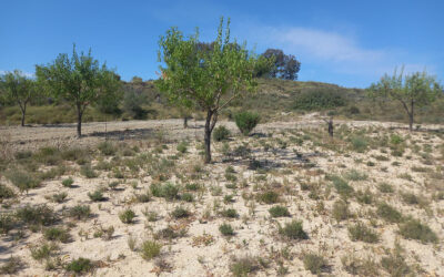 Tomillo en las calles de los almendros: mitiga el cambio climático y aumenta la producción de la tierra