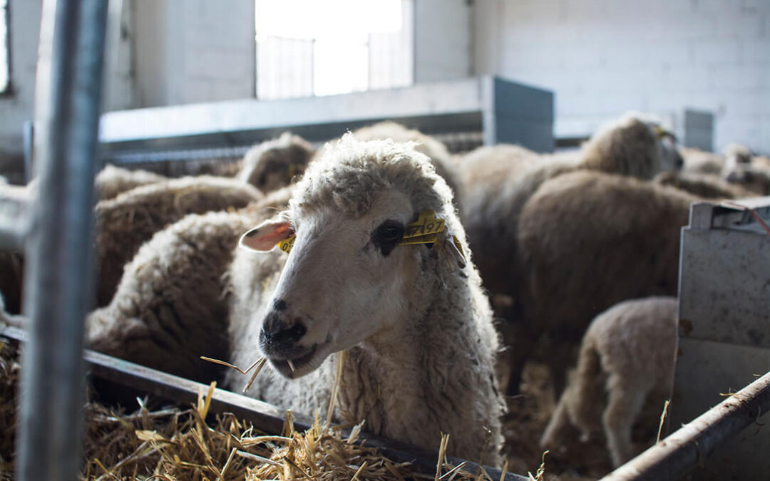 Confirmado un foco de Viruela Ovina y Caprina en una explotación de ovejas en Granada