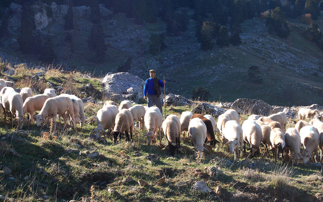 Es una lucha de todos: Portugal, España, Italia y Grecia se unen para poner en valor y en defensa de la ganadería extensiva