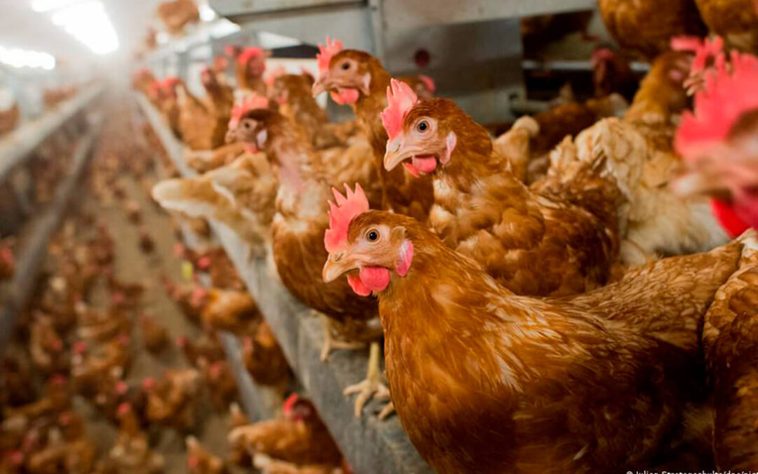 Un segundo foco de gripe aviar en una granja de gallinas ponedoras en Guadalajara obliga a sacrificar otros 150.000 animales