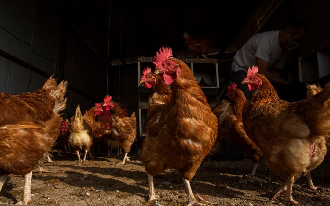 Controlado un foco de gripe aviar en una explotación de gallinas ponedoras tras sacrificar 600.000 animales