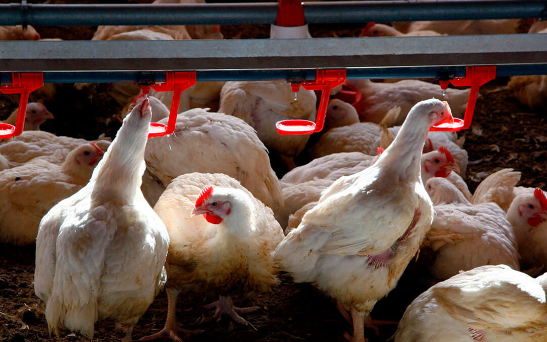 Los granjeros de pollo no aguantan más y se unen en su grito de auxilio: «Estamos pagando la factura de la inflación»