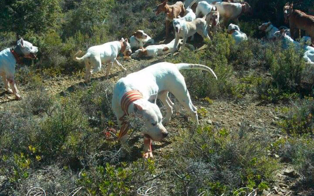 Los animalistas presionan para que se aplique la Ley de Bienestar Animal a los perros de caza