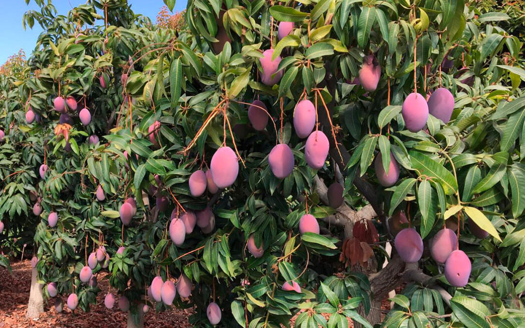 El tamaño no importa: ponen de manifiesto la gran calidad del mango malagueño de esta temporada a pesar de su menor calibre