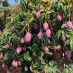 El tamaño no importa: ponen de manifiesto la gran calidad del mango malagueño de esta temporada a pesar de su menor calibre