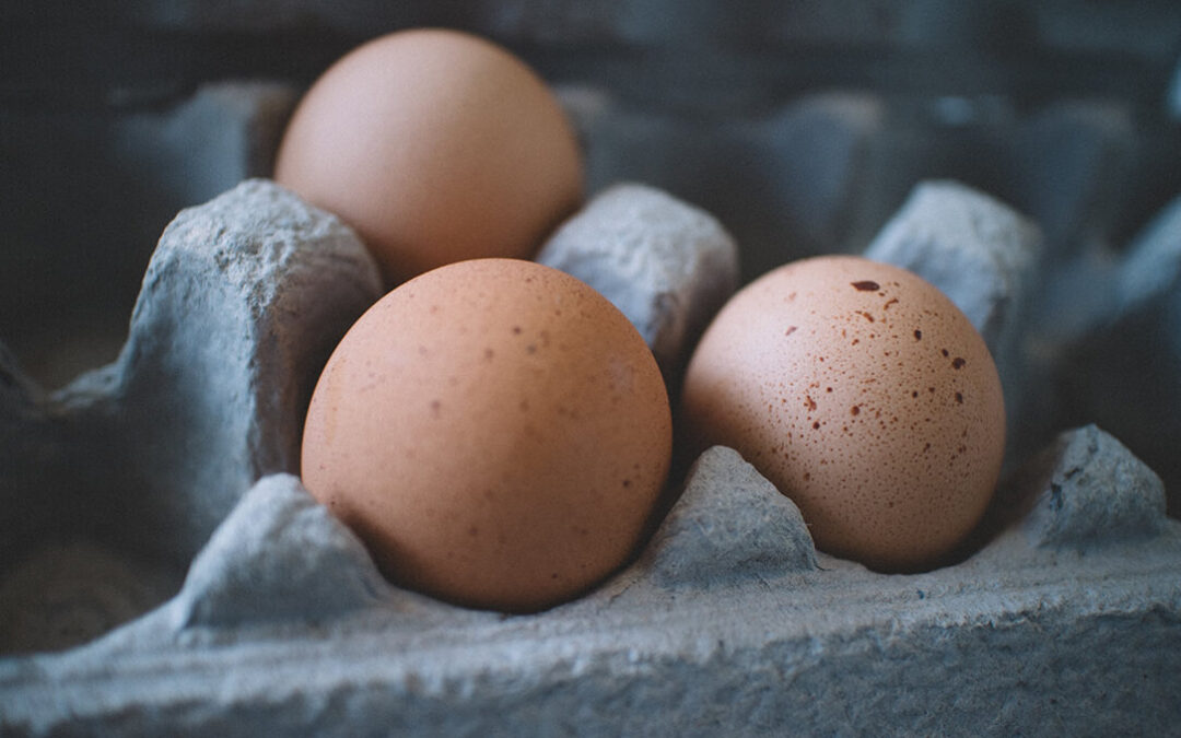 Buenas prácticas para garantizar el bienestar de las gallinas ponedoras de huevos y transitar hacia sistemas sin jaulas