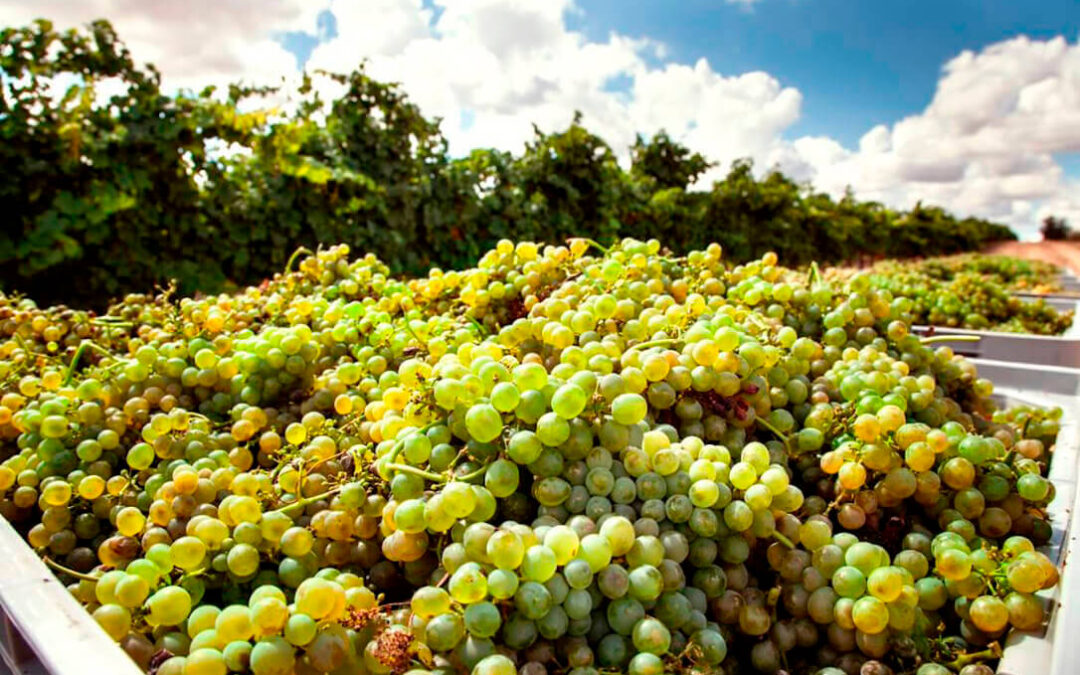 La Interprofesional insta a utilizar los contratos homologados de compraventa vitivinícola para esta nueva campaña