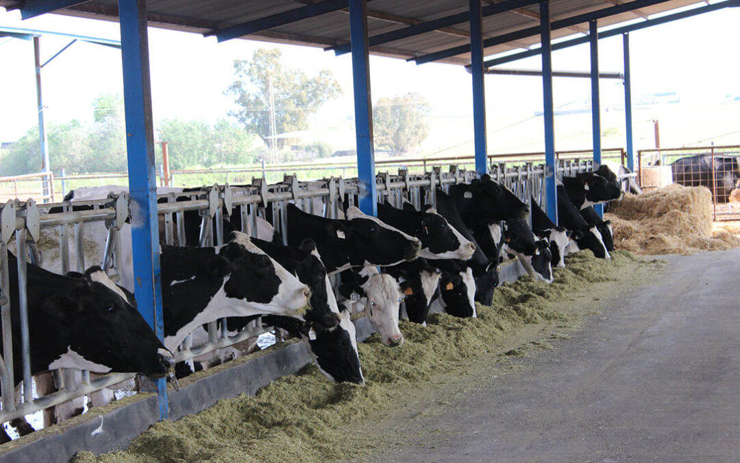 El bajo precio de la leche en origen y la subida de los costes lleva a los productores del sur a reclamar un precio mínimo de 0,56 €/l