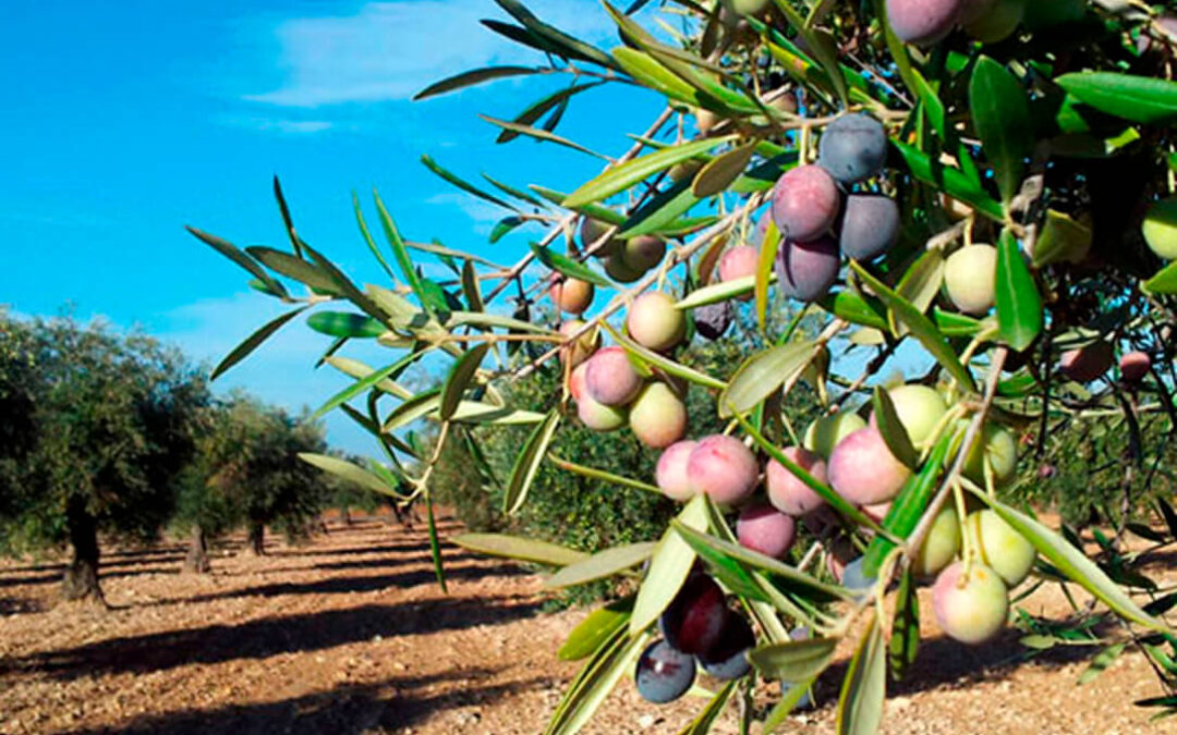 El #EncuentroPhytomaOlivo abordará los principales avances y retos fitosanitarios del olivar