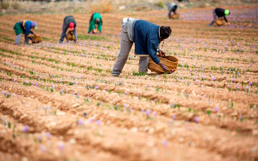 La DOP Azafrán de La Mancha alerta del riesgo de extinción del cultivo en la región si no se toman medidas de apoyo