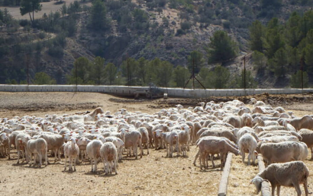 Confirmado un segundo foco de Viruela Ovina y Caprina en otra explotación de ovejas en Granada