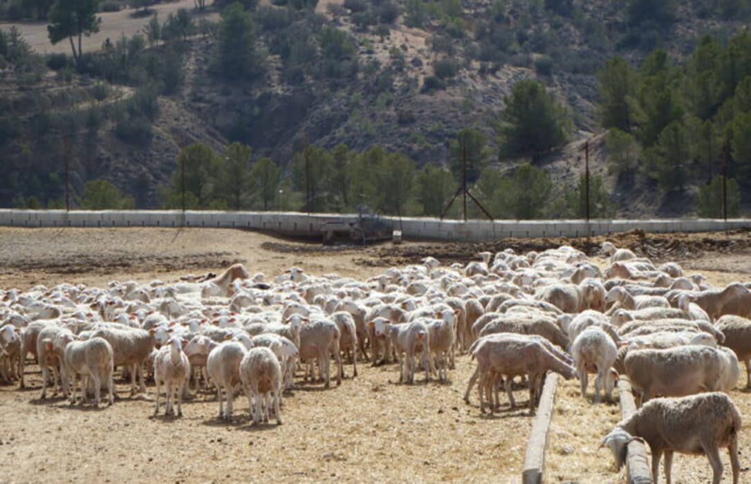 Confirmado un segundo foco de Viruela Ovina y Caprina en otra explotación de ovejas en Granada
