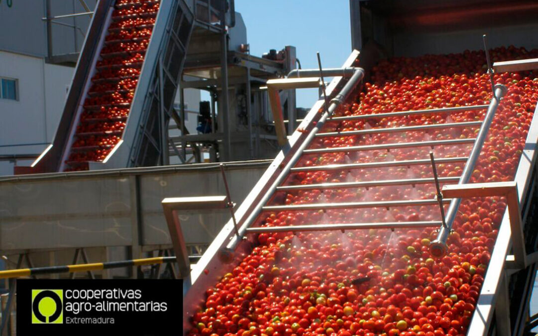 La sequía, las altas temperaturas y la falta de materias activas reducen un 30% la producción de tomate para industria