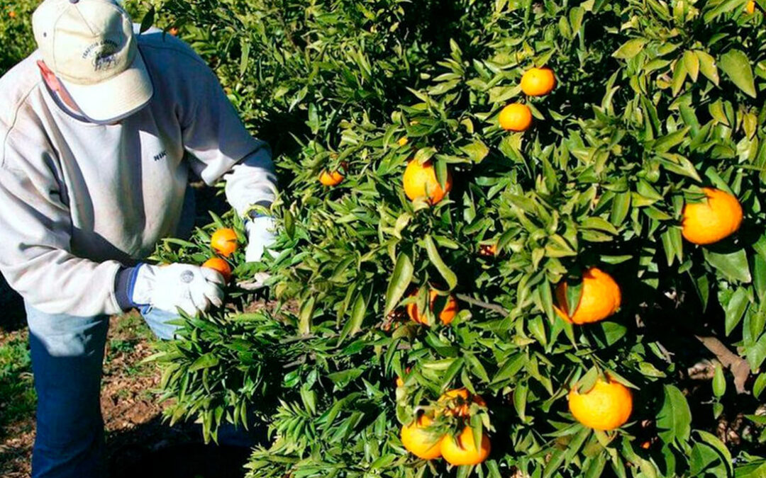 Turquía monopolizó hasta agosto el 87% de las alertas europeas hortofrutícolas por uso o exceso de algunos pesticidas no autorizados