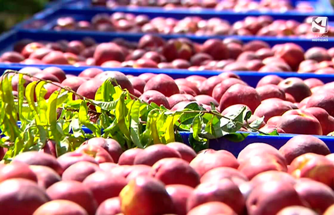 Alertan sobre la falta de soluciones para el control de plagas en la fruta dulce: prohíben el uso de ciertos fitosanitarios que otros países de la UE sí utilizan