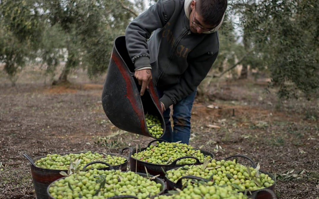 El sector del olivar y del aceite de oliva fija una hoja de ruta para acertar el camino correcto para los próximos años