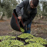 El sector del olivar y del aceite de oliva fija una hoja de ruta para acertar el camino correcto para los próximos años