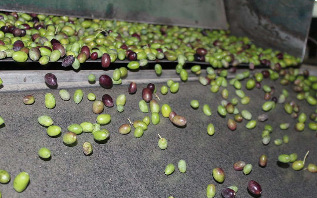 Malas perspectivas para el olivar: Baja la cosecha un 40% y aunque suben los precios no en la misma medida que los costes