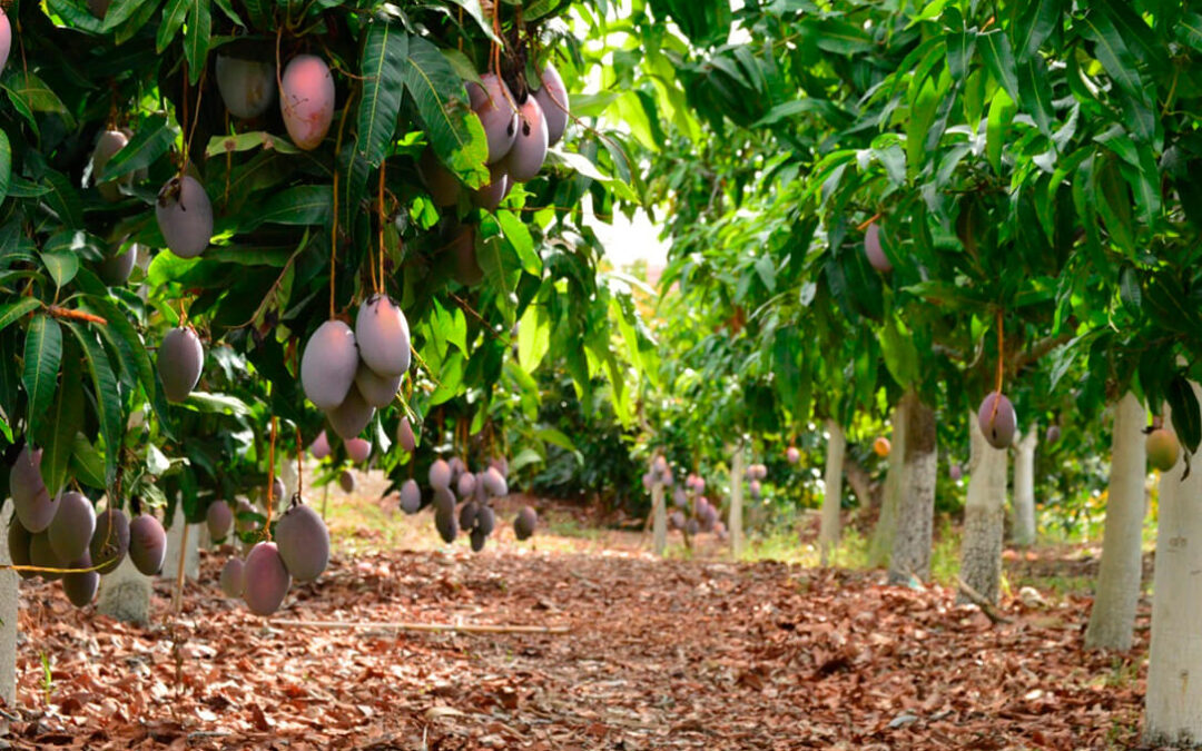 Precios ruinosos para los agricultores por los mangos mientras el consumidor paga el triple en el lineal