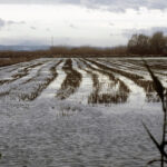 En peligro la viabilidad del cultivo del arroz al no flexibilizar la Junta andaluza las ayudas debido a la sequía