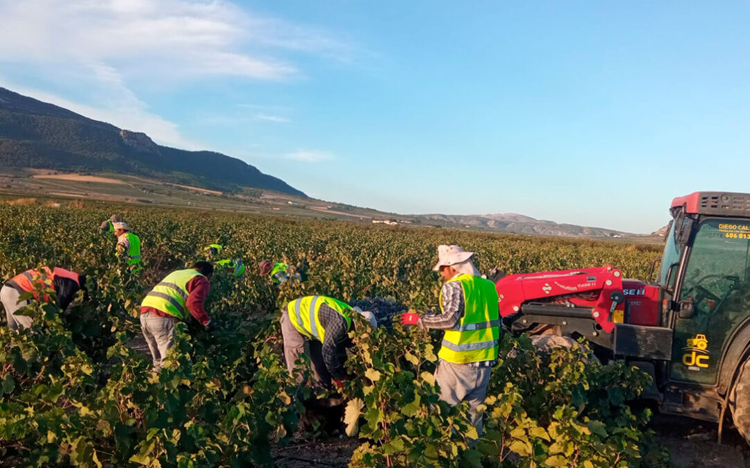 Las pérdidas por el precio de la uva se extiende por España: los viticultores murcianos pierden 1.766 € por hectárea en esta vendimia