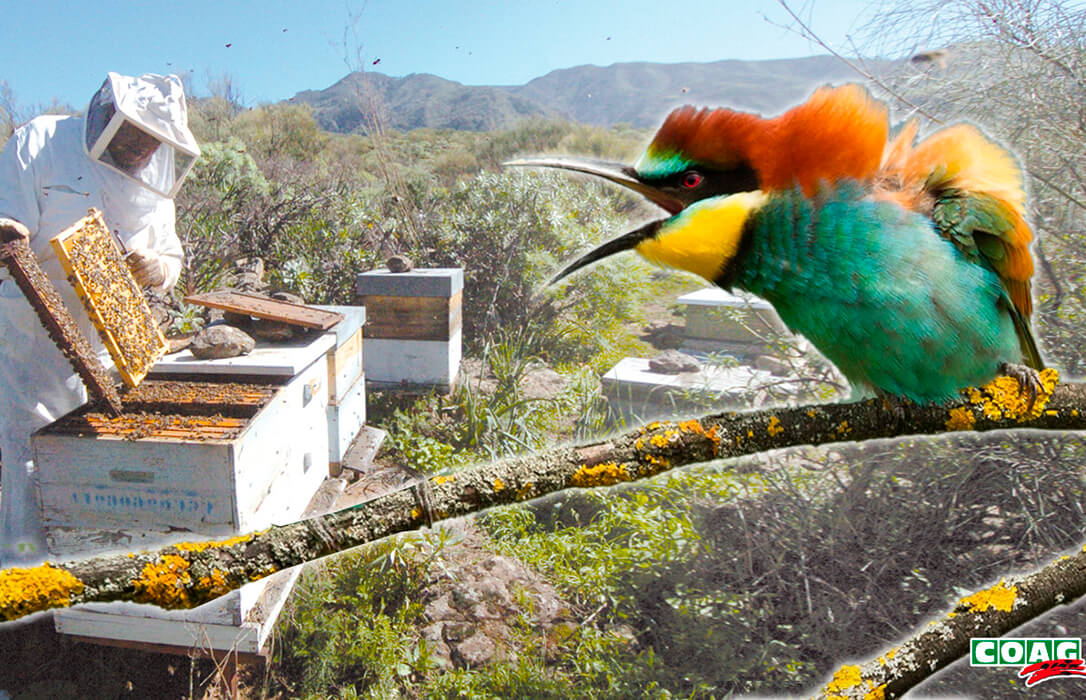 La sequía convierte al abejaruco en un “súper-depredador de abejas” y  multiplica las pérdidas en las colmenas - Agroinformacion