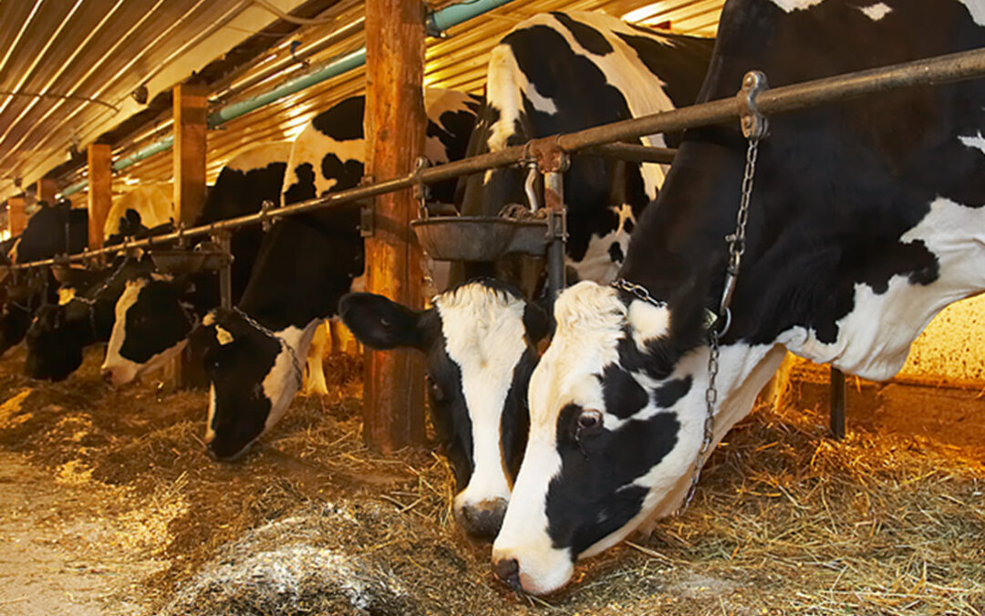 También Galicia se suma a un cambio de tendencia: el precio de la leche en origen se sitúa en 0,57 euros