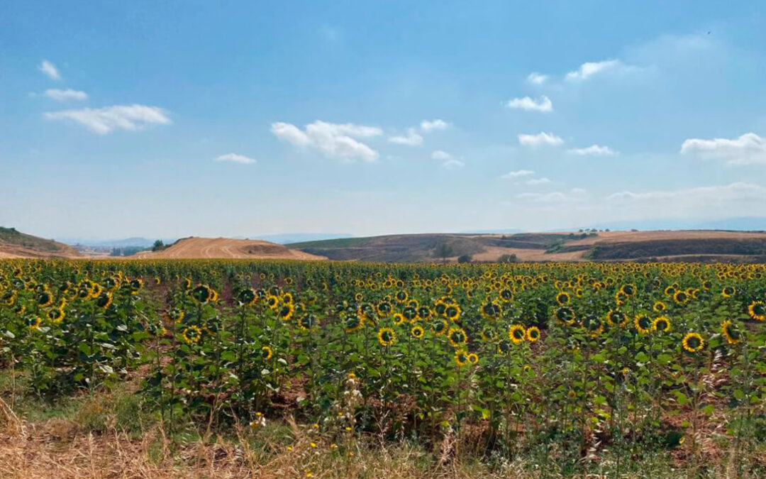 La Rioja rebaja la rotación de cultivos y aumenta la superficie máxima de barbecho por la sequía