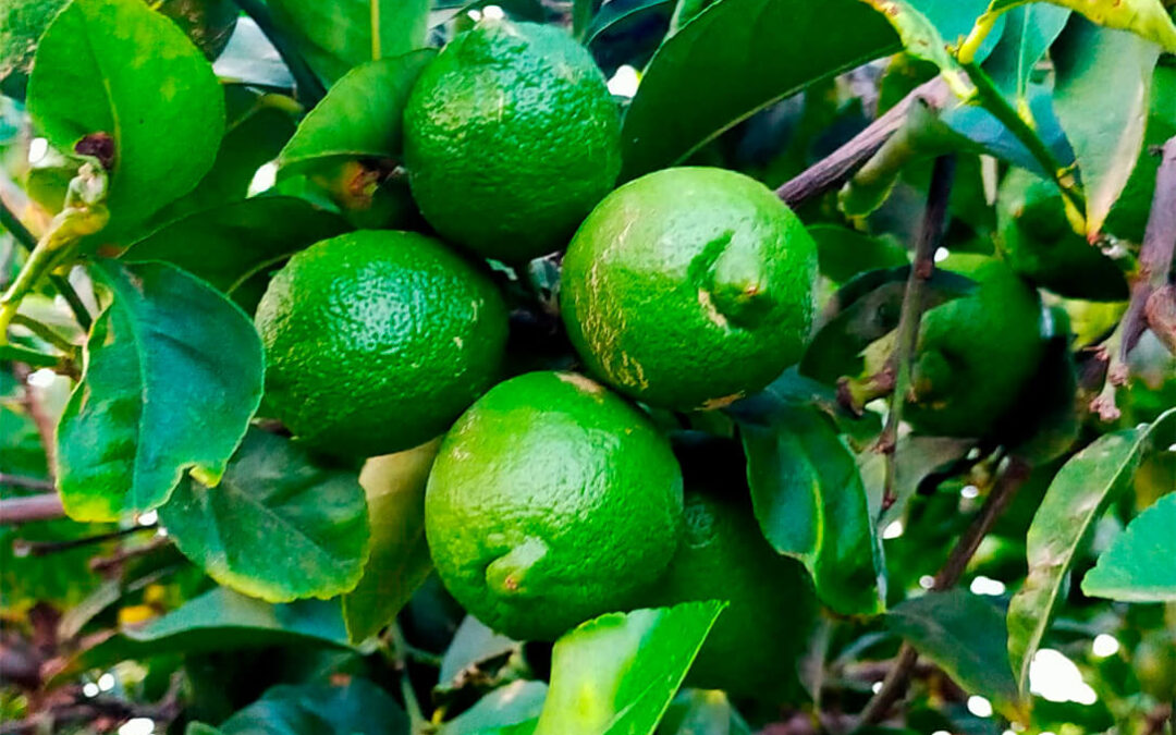 La producción de limones verna cae un 50% en Alicante pero los precios suben un 30% respecto a la pasada campaña