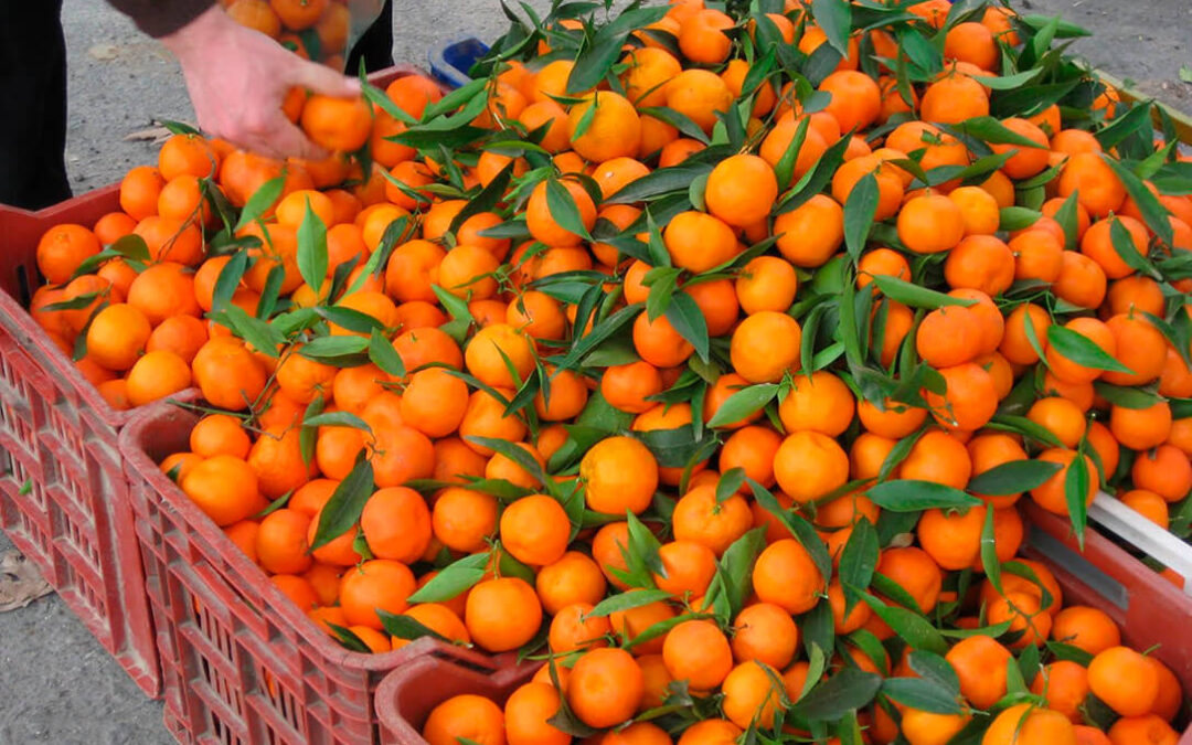 Cuando la competencia desleal está en casa: denuncian a Aldi por bajar un 25% el precio de las mandarinas al inicio de la recolección