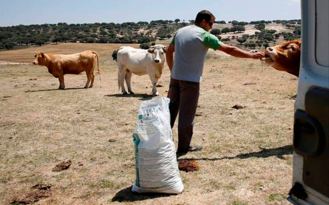 Andalucía producirá nuevas variedades de cereales y leguminosas para la alimentación animal adaptadas al cambio climático
