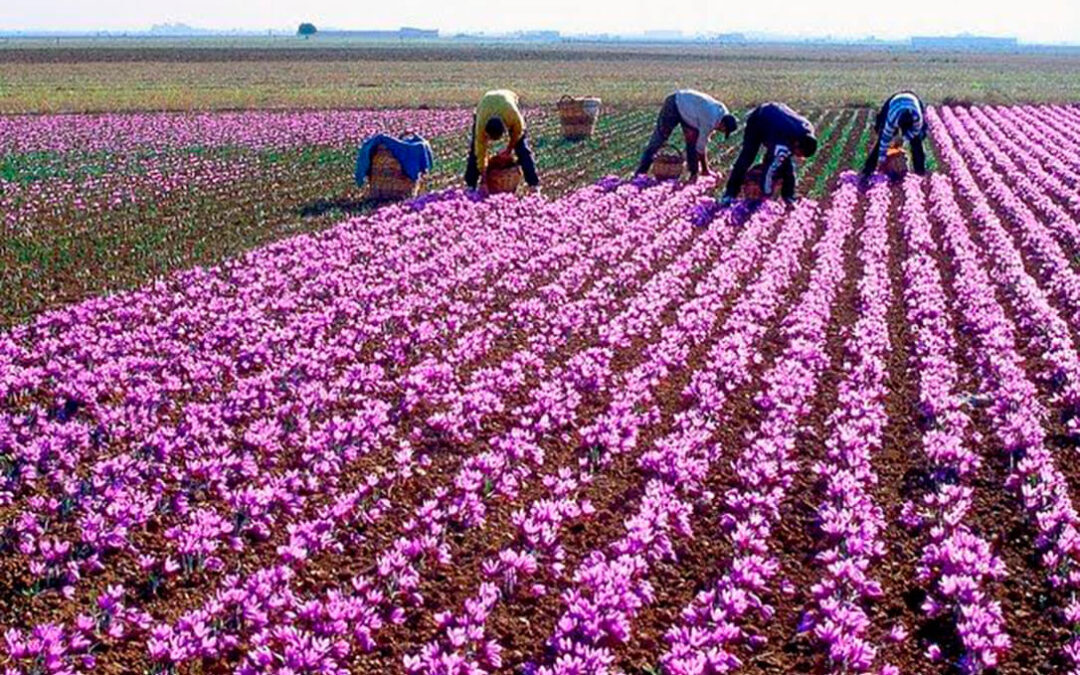 Incertidumbre ante la nueva campaña del azafrán en La Mancha que será clave para dirimir el futuro del cultivo