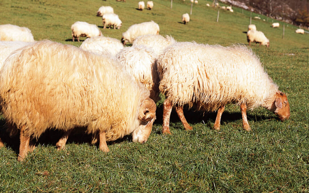 El pastoreo regenerativo puede mitigar el cambio climático y a la vez mejorar la fertilidad del suelo