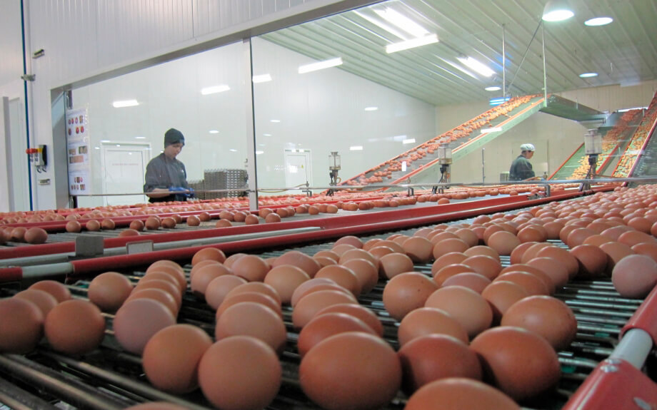 El sector del huevo español facturó 1.035 millones de euros en 2021, con una leve bajada respecto al año anterior