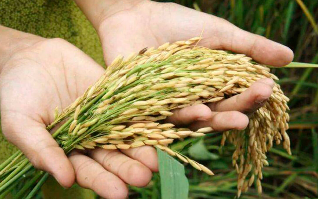 Investigadores de la UPM y UdL-Agrotecnio logran un nuevo avance en la fijación biológica del nitrógeno en arroz