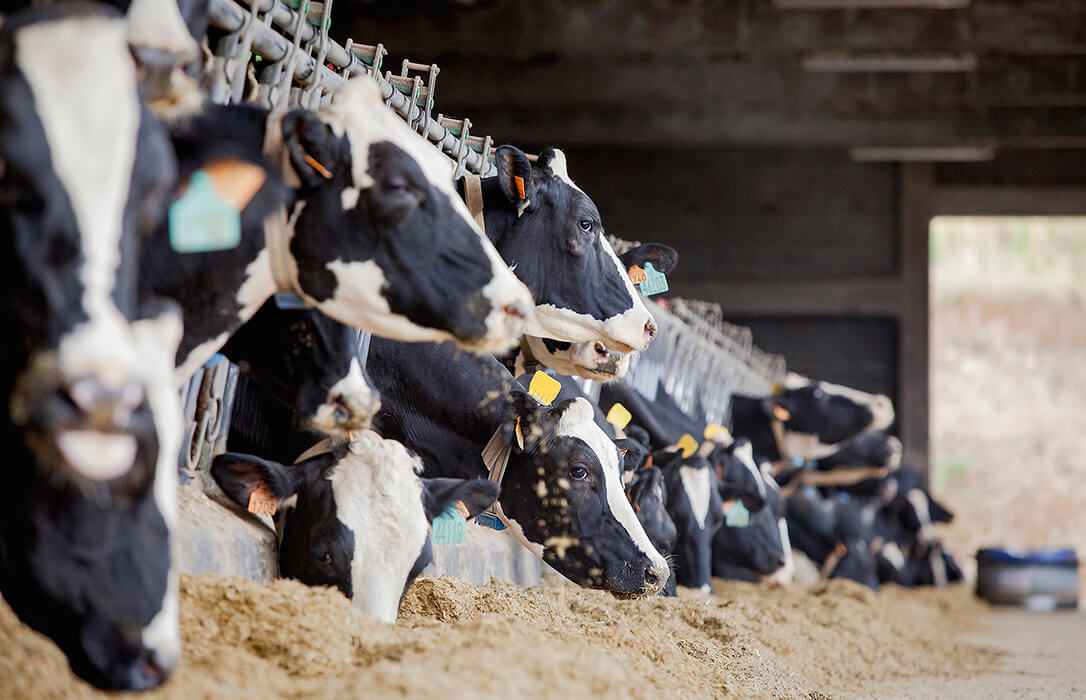 La industria láctea cierra en la lonja de León subir 9 céntimos más el litro de leche para garantizar su abastecimiento