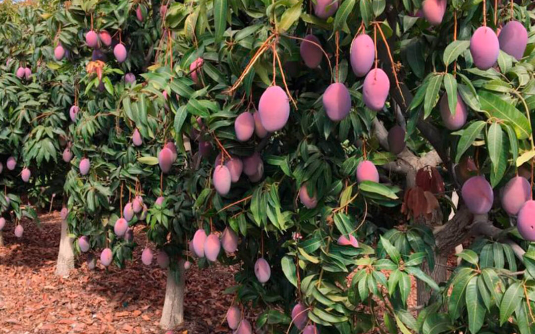 El sector del mango exige precios justos y critica unas condiciones de la distribución como un «sistema nazi de los alimentos»