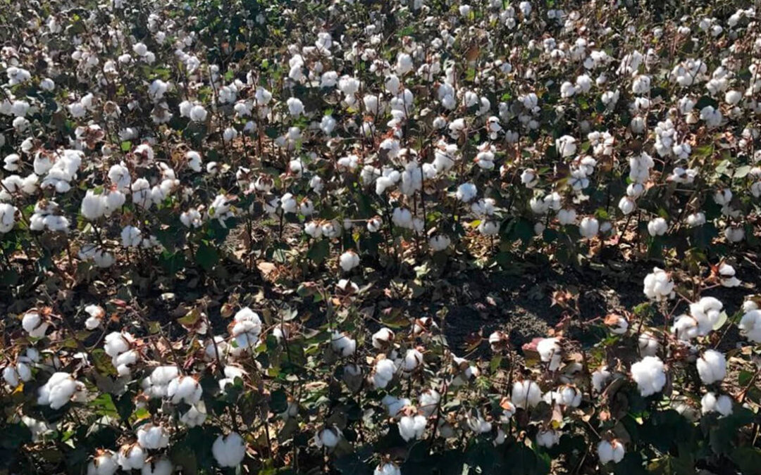 Cambio en los eco-regímenes: Andalucía exime el rendimiento mínimo al algodón de secano y reduce a 500 kilogramos el de regadío