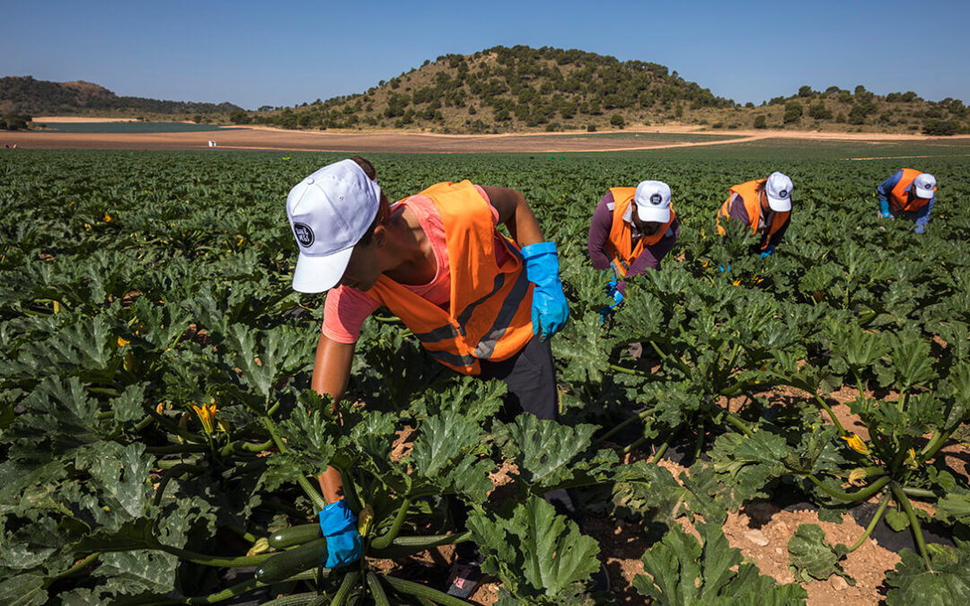 El Gobierno flexibiliza la normativa de la PAC para facilitar el acceso a las ayudas en el sector hortofrutícola